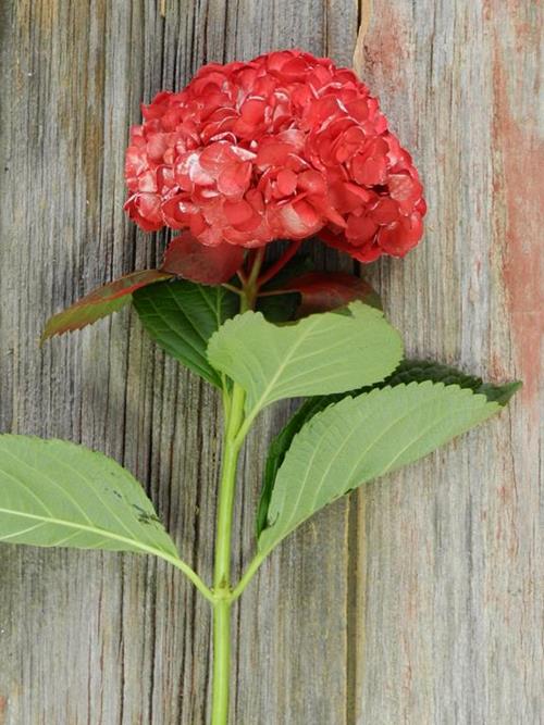 PAINTED RED #15 HYDRANGEA